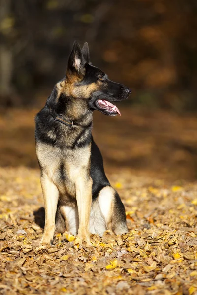 Figyelmes német shepard kutya portré-őszi színes háttérrel — Stock Fotó
