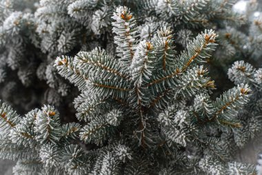 çam ağacı süsleyin