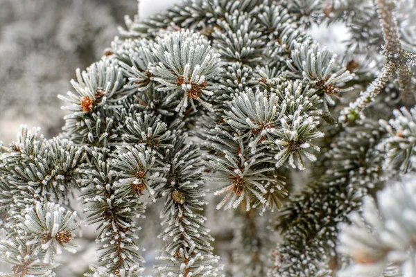 çam ağacı süsleyin