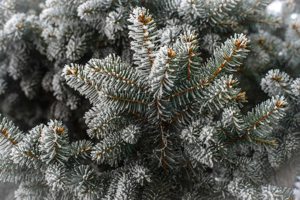 çam ağacı süsleyin