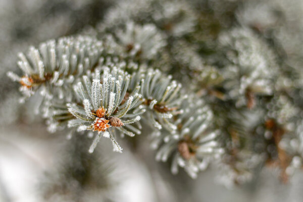Frost on Pine Tree Stock Image