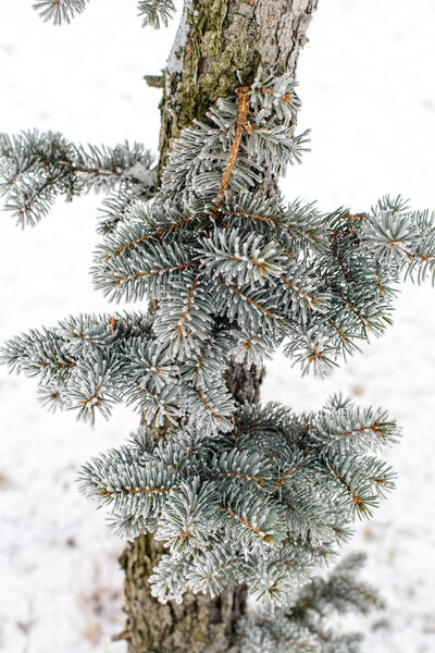 Frost on Pine Tree Royalty Free Stock Photos