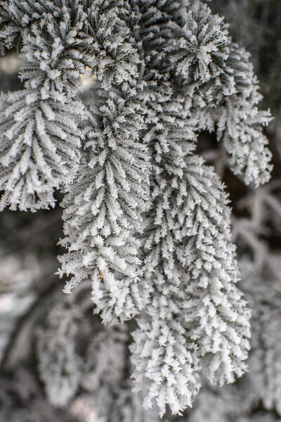 Frost on Pine Tree Royalty Free Stock Images