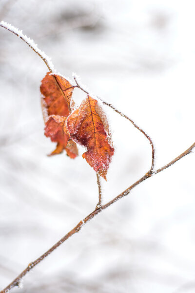 Frozen leaves background Stock Photo