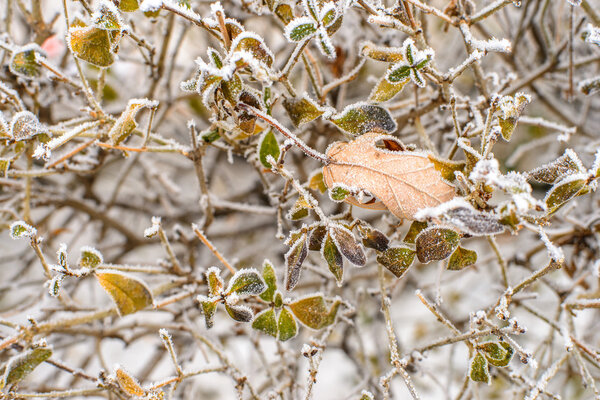 Frozen leaves background Royalty Free Stock Photos