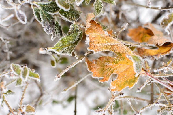 Frozen leaves background Stock Image