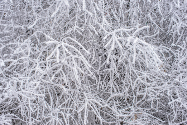 Frozen trees Stock Image