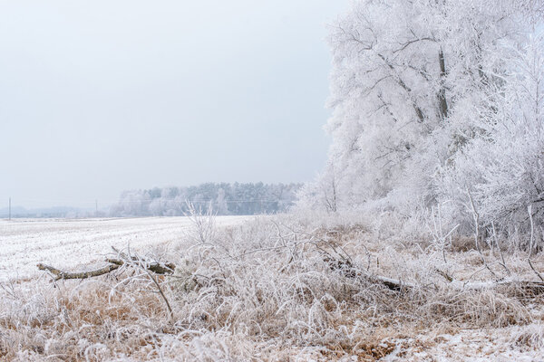 Winter landscape, frozen trees Stock Picture