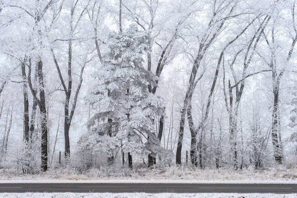 Winter landscape, frozen trees Royalty Free Stock Images