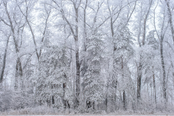 Winter landscape, frozen trees Royalty Free Stock Photos