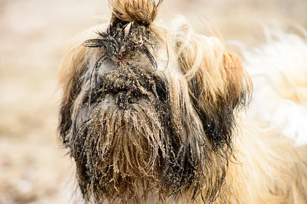 เปียก สกปรก ขาว สีน้ําตาล ลูกสุนัข shih tzu ใน ทราย รูปภาพสต็อก