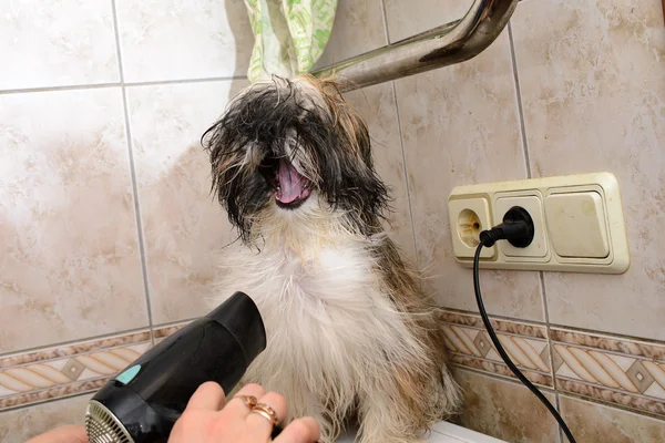Kering dengan pengering rambut Basah anjing Stok Foto Bebas Royalti