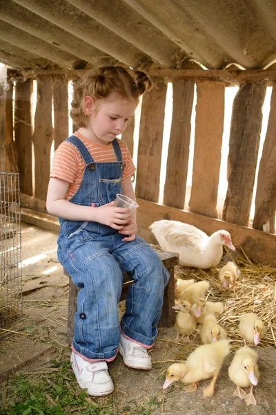 Child sits in hen coop with duck and ducklings.
