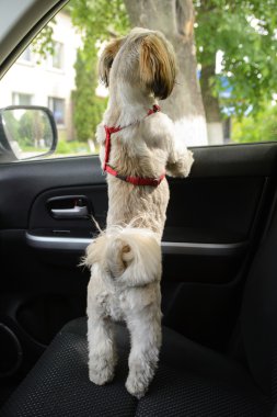 Küçük köpek arabada bekleyin