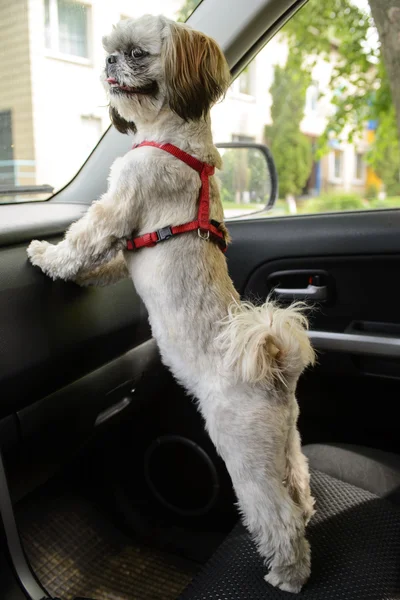 Anjing kecil menunggu di mobil . Stok Gambar