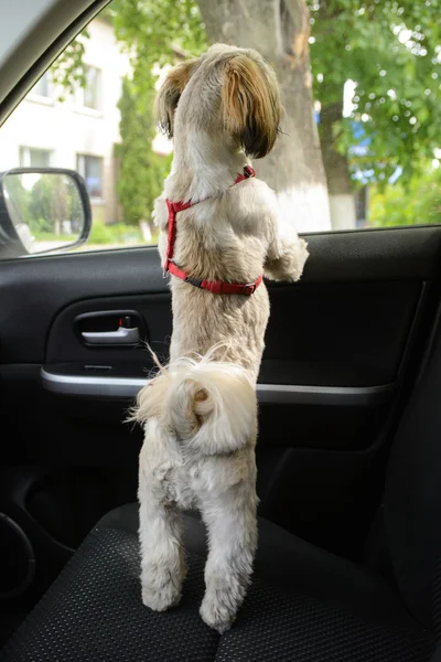 Anjing kecil menunggu di mobil Stok Foto Bebas Royalti