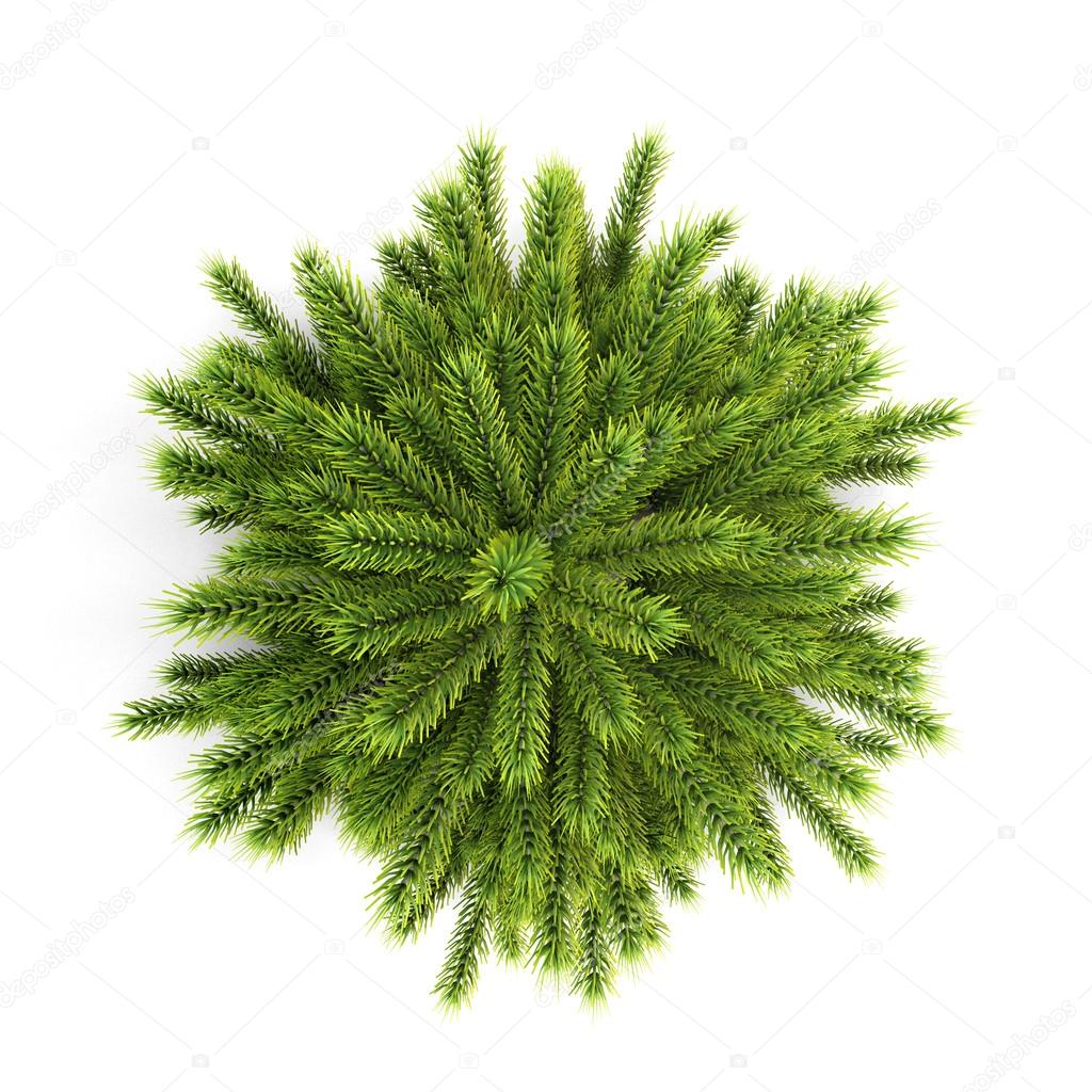 Top view christmas tree without ornaments on a white