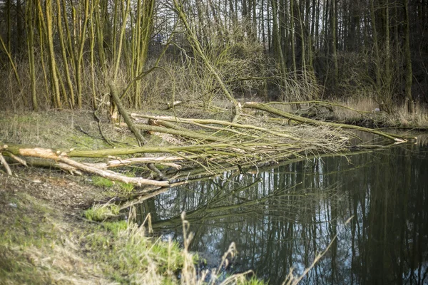 Boughs of trees felled by beavers — Stock Photo, Image
