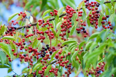 Siyah kiraz meyve ağacı üzerinde