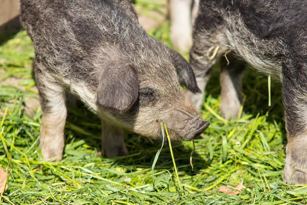 Breeding piglet — Stock Photo, Image