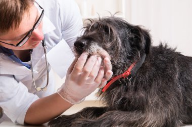Veteriner köpeğin dişleri inceliyor
