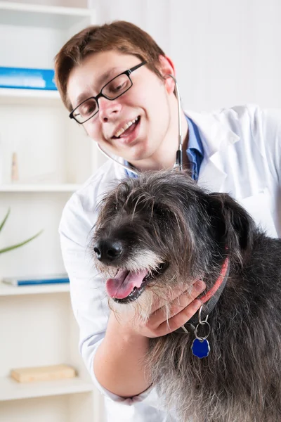 Dierenarts onderzoeken een hond met een stethoscoop op kantoor — Stockfoto