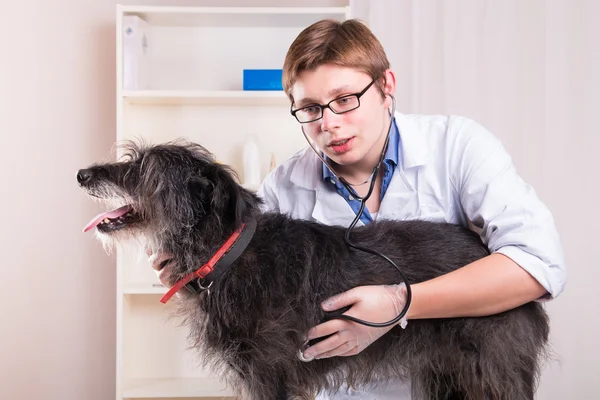 Veterinären undersöker en hund med stetoskop på kontoret — Stockfoto