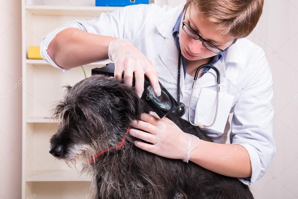 Vet examines the dog's hair and looking for parasites