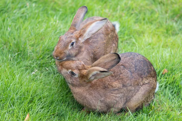 Two bunnies sitting on the grass — Stock Photo, Image