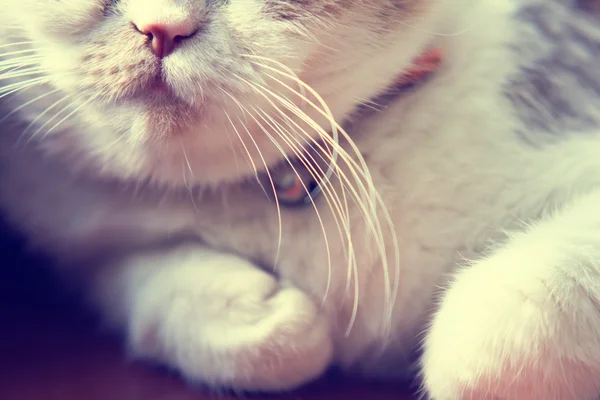 Close up to mouth and whiskers of cat — Stock Photo, Image