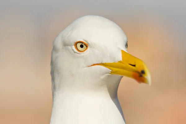 Cabeça de gaivotas — Fotografia de Stock