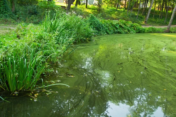 Yeşil su birikintisi bankada bitki örtüsü 