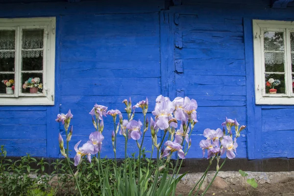 Íris florescem na frente de uma casa rural — Fotografia de Stock