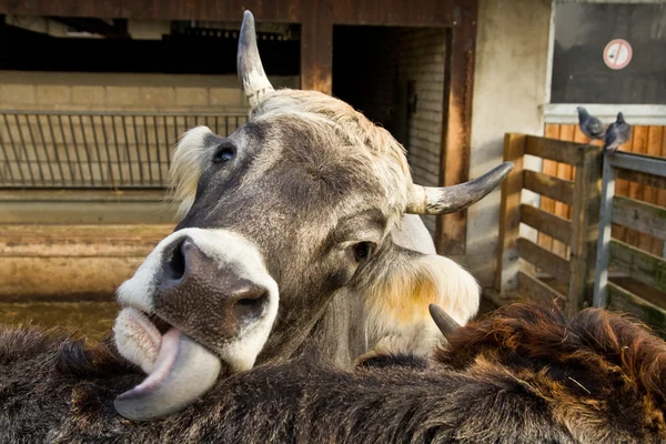 Cow tongue licking another cow in the yard — Stock Photo, Image