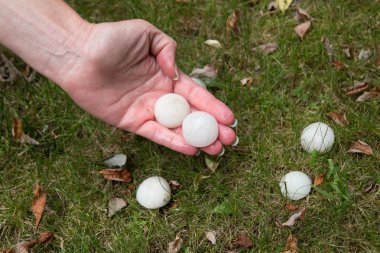 Hands full of hailstones after the hailstorm clipart
