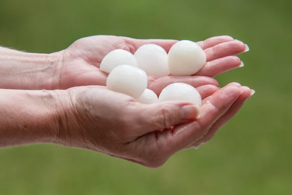 Mãos cheias de pedras de granizo após a tempestade — Fotografia de Stock