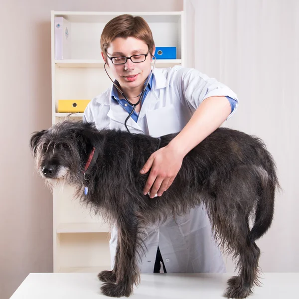 Vet examinando um cão com um estetoscópio no escritório — Fotografia de Stock