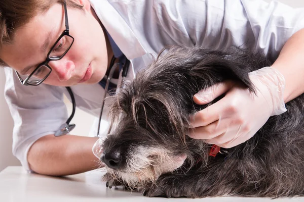 Vet examina a cabeça do cão — Fotografia de Stock