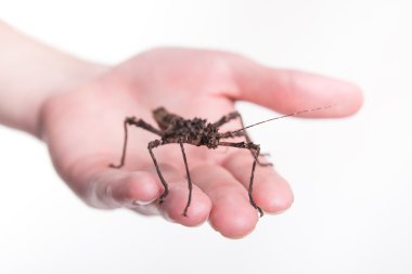 Phasmatodea - sopa böcek üzerinde insan eli