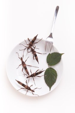Plaka restoran yemek için böcek böcekler dolu