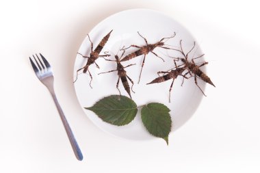 Plaka restoran yemek için böcek böcekler dolu