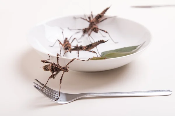 Тарелка, полная насекомых в насекомых есть ресторан — стоковое фото