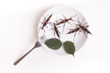 Plaka restoran yemek için böcek böcekler dolu