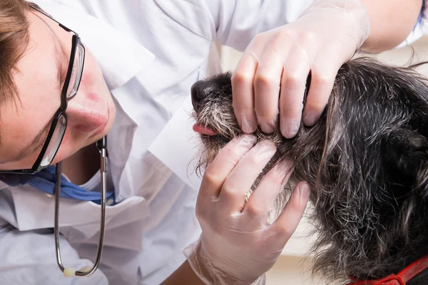 Veteriner köpeğin dişleri inceliyor — Stok fotoğraf