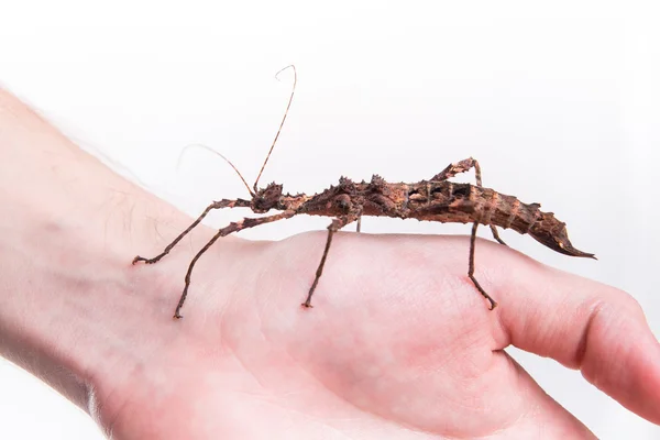 Фазматодея - насекомое на человеческой руке — стоковое фото