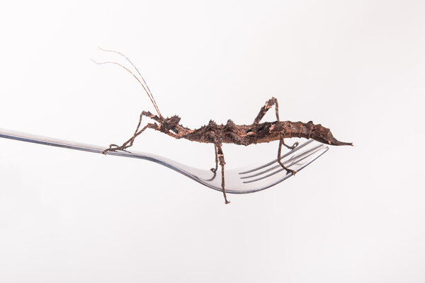 Insect on a fork in a restaurant