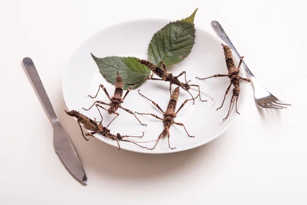 Plate full of insects — Stock Photo, Image