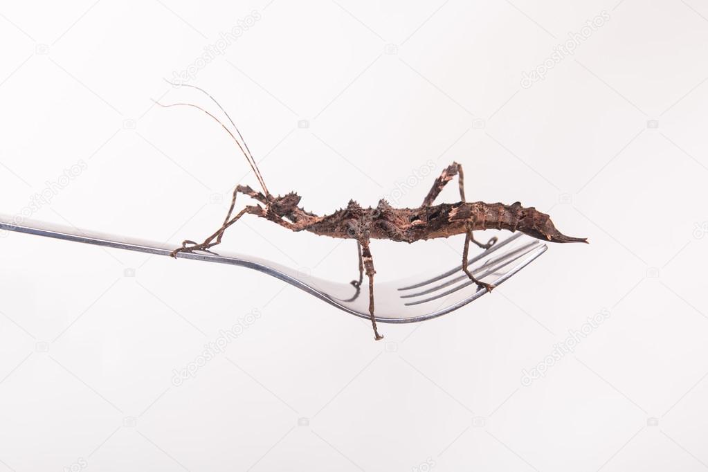 Insect on a fork in a restaurant