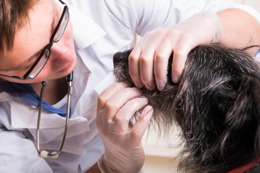 Veteriner köpeğin dişleri inceliyor