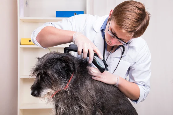 Veterinaria examina el pelo del perro — Foto de Stock